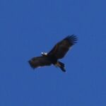 Wedgetail Hovering